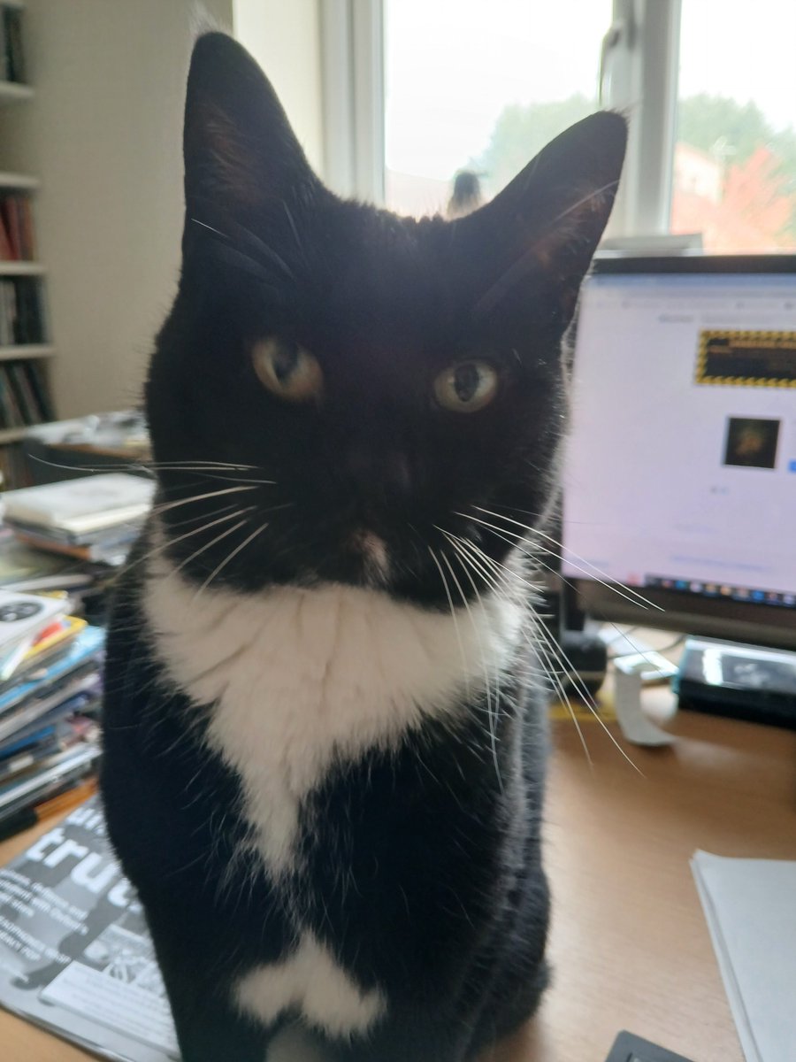 Martha the Nightshift Cat tweet media