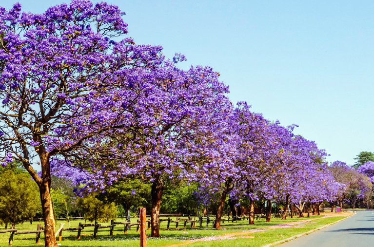 The Blue Train tweet media