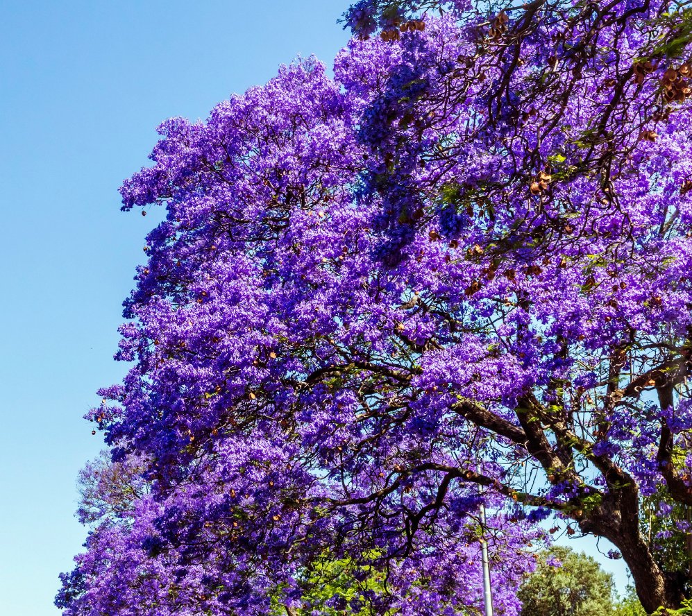 The Blue Train tweet media