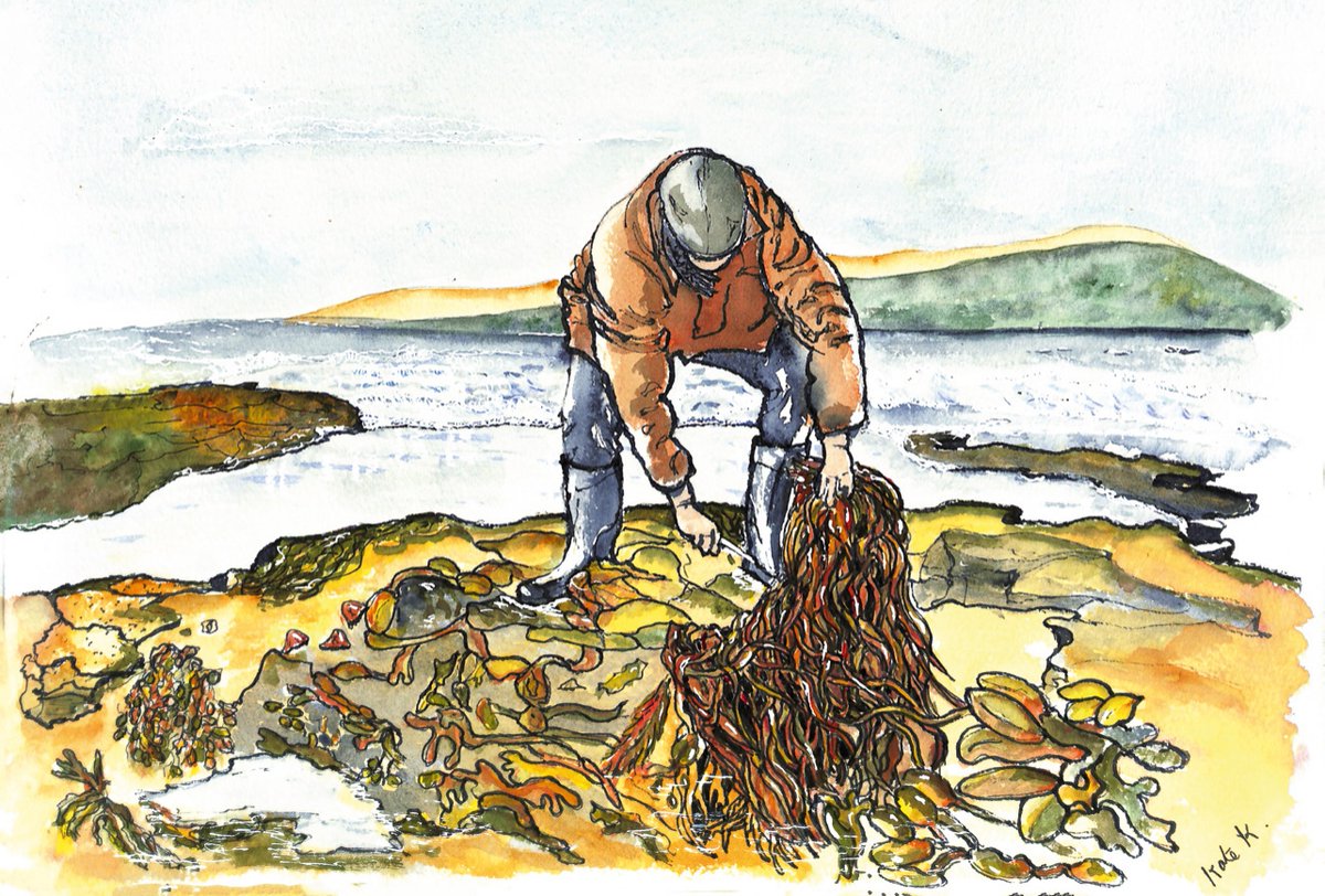 MarineInst's tweet photo. 🌊 Reportage of an Odyssey is a collection of illustrated stories on the importance of the ocean to communities along the Irish Atlantic coastline.

Created by the Marine Institute, the book brings together art, marine science and local communities to explore how the ocean shapes who we are through our work, wellbeing, and identity.

Ten themes emerge: community, heritage, climate change, renewable energy, optimism for the future, and above all, a shared respect for the sea. 💙

👉 Get your copy: https://t.co/phFCo5AeMX