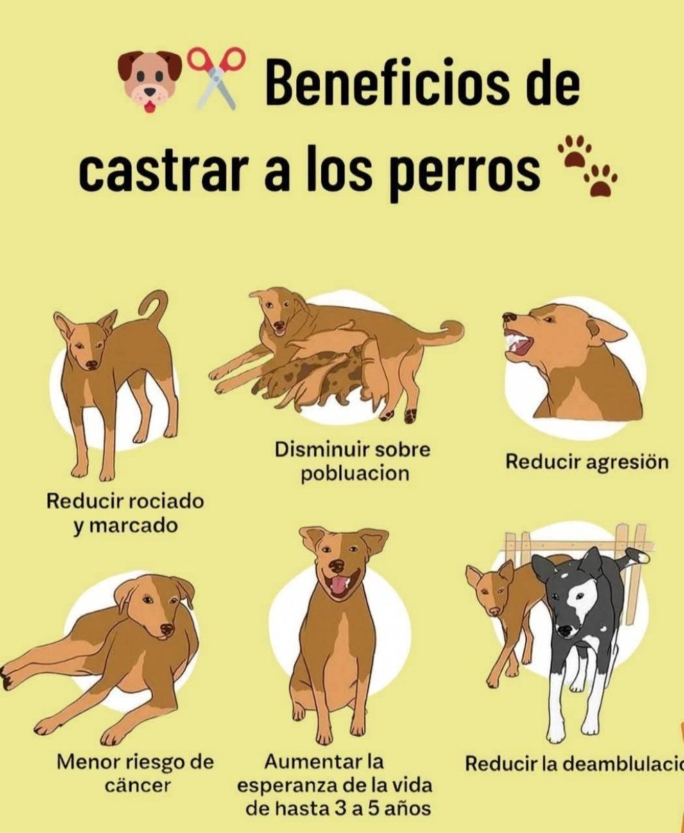 Beneficios de castrar a los perros
1️⃣Reducir rociado y marcado 
2️⃣Disminuir la sobrepoblación, evitar camadas no deseadas
3️⃣Reducir agresividad, mejora la convivencia 
4️⃣Menor riesgo de cáncer 
5️⃣Aumentar la esperanza de vida, de 3 a 5 años
6️⃣Reducir la deambulación