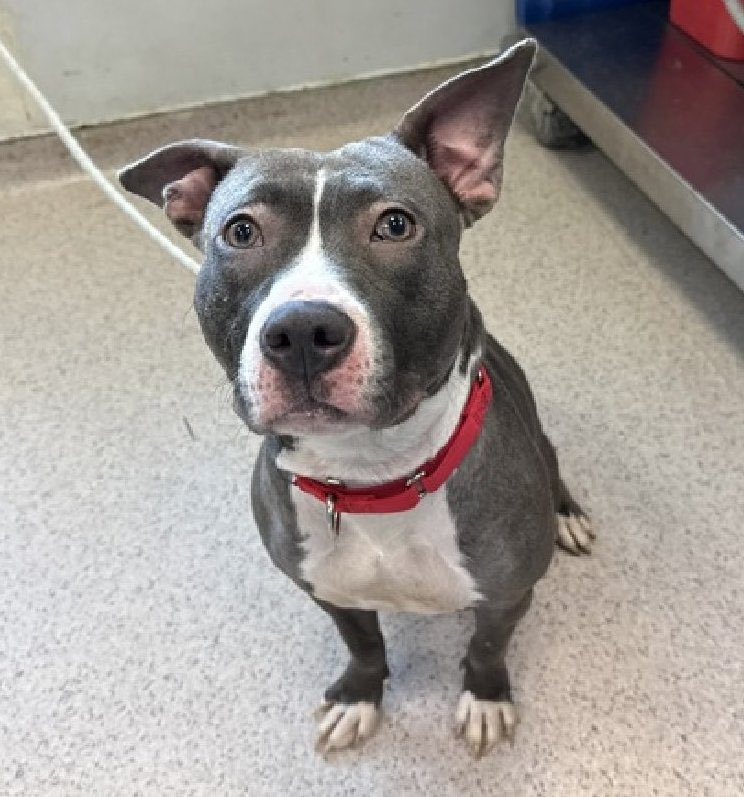 MoishesMom's tweet photo. Stella β’ TBK πOctober 9οΈβ£ β’ NYCACC
How could they βΉοΈππΏ
Pledge to attract Foster & Rescue π to
@notthesameone2
#SaveStella https://t.co/oMvt3txrdE