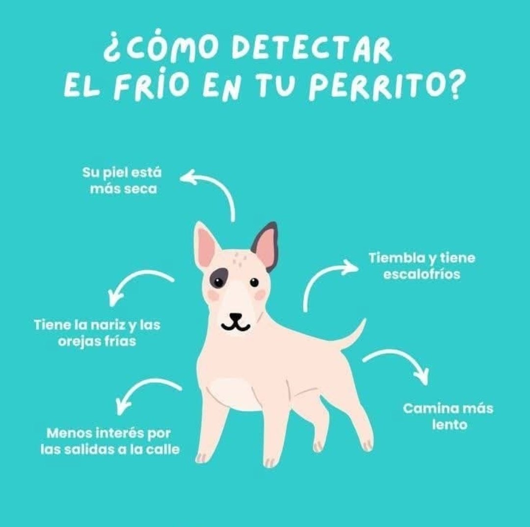 Señales de que nuestro perro tiene frío 🐾🐾