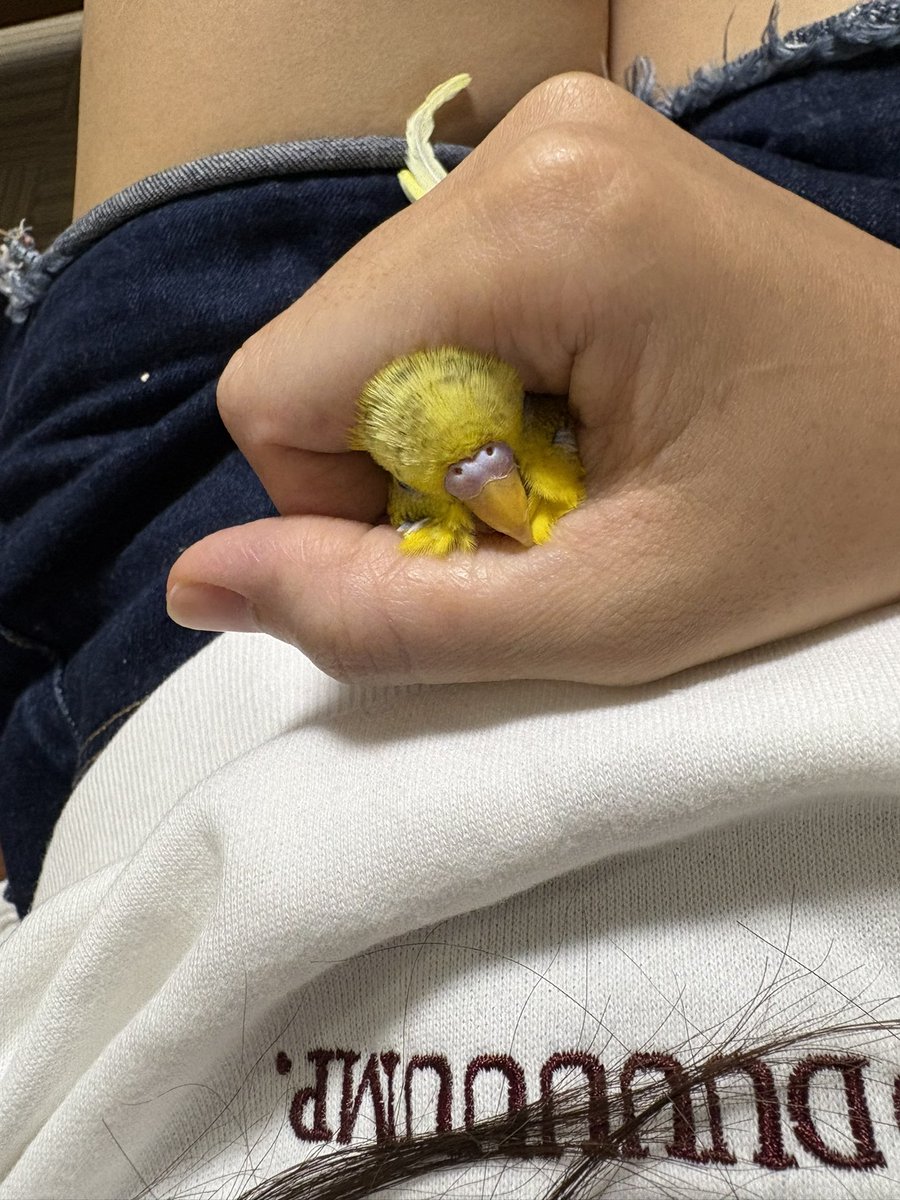 がるす。 (@gall_domesticus) on Twitter photo 