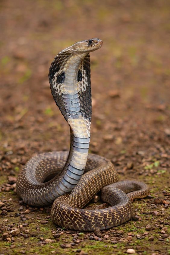 AlphaSleuthh's tweet image. Once a snake was following a firefly.

Suddenly, the firefly paused and asked the snake, &quot;Can I ask you few questions?&quot;

The snake said, &quot;Ask away.&quot;

The firefly then asked, &quot;Am I a part of your food?&quot;

The snake replied, &quot;No.&quot;

The firefly then asked, &quot;Have I done you any harm…