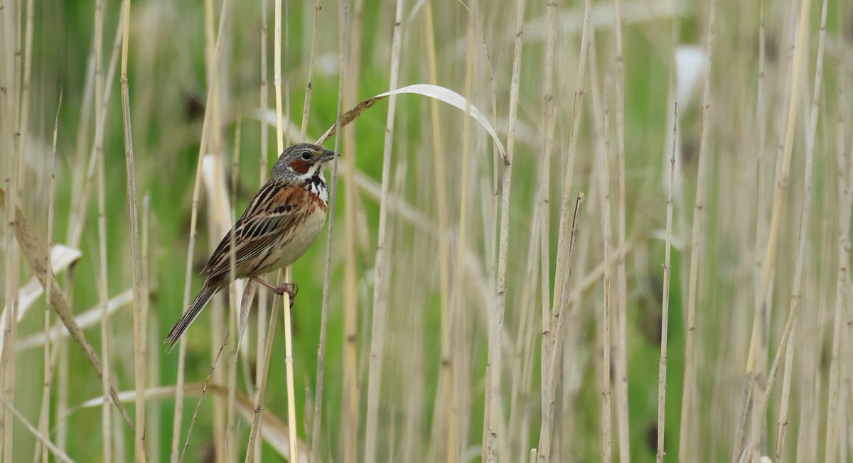 Yesterday I posted images of Siberian Rubythroat but this Chestnut-eared bunting would be an ABSOLUTE MEGA…Again I must underline this is taken in Japan … a tour I really enjoyed this May with ⁦<a href="/zootherabirding/">Nick Bray</a>⁩ ⁦<a href="/NeillsOutBirdin/">Neill Hunt</a>⁩ ⁦<a href="/AlexHJ25/">Alex Jones</a>⁩ ⁦<a href="/488IanB/">IanB 🇺🇦</a>⁩