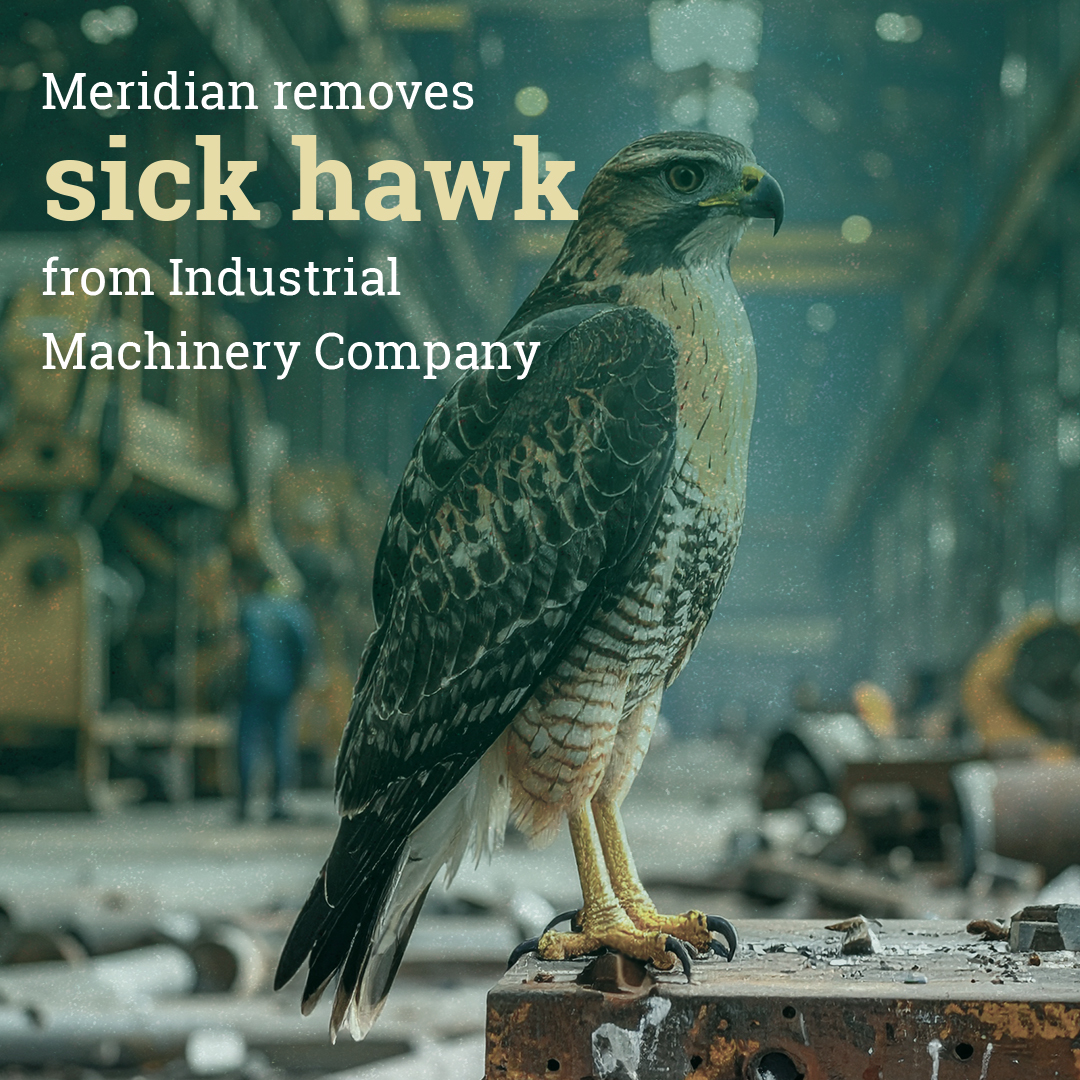 Meridian Bird Removal tweet media