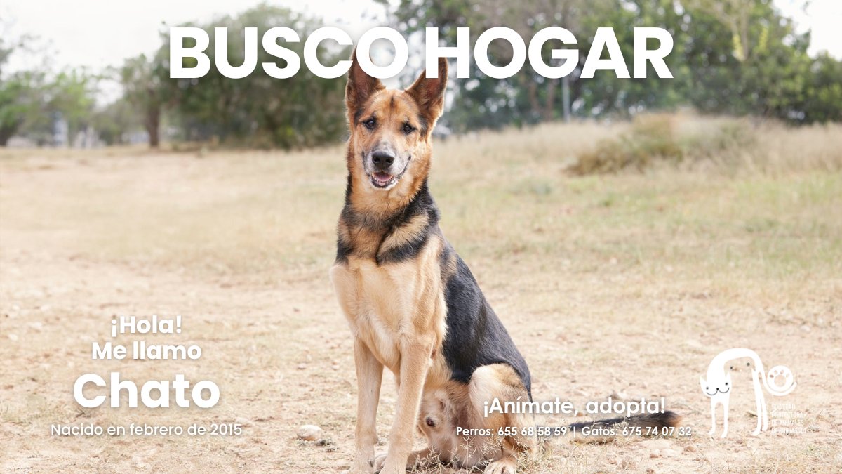 Chato es un cruce de pastor alemán, cariñoso y dulce. Súper sociable con otros perros. Es un bombón que te robará el corazón. Si quieres un compañero fiel y con el que ampliar tu familia perruna ¡Chato es ideal!

📱 655685859