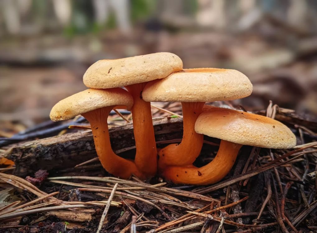 ukfungusday's tweet image. Our #UKFungusDay Photography Competition is still open for entries 📸 Submit your favourite fungus snaps by 13 October! It&apos;s free to enter - three age groups, professional &amp;amp; amateur categories.➡️ ukfungusday.co.uk/photography 
Thanks to competition sponsor @caleybrothers 😊 🍄