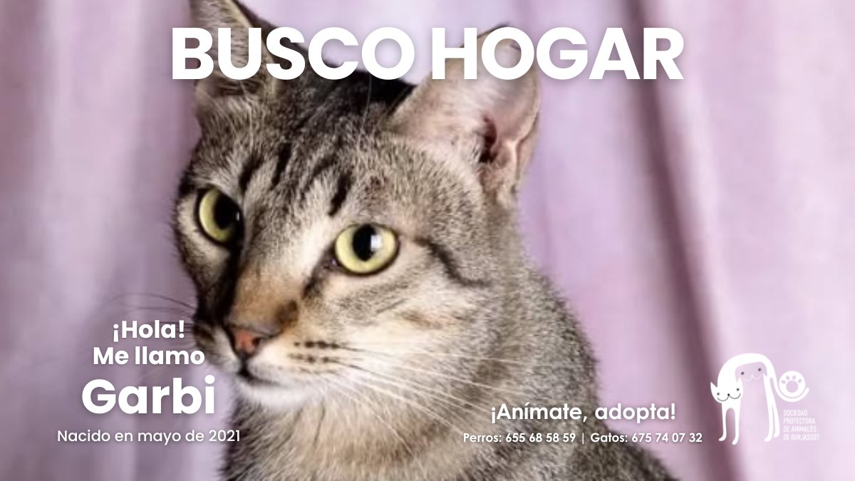 Garbí nacido en 2021 es un gato dulce y tímido. Con confianza, es un seductor. Sociable con otros gatos y perros. Merece un hogar con paciencia y amor. 
¿Te animas a darle una segunda oportunidad?

📱 675740732