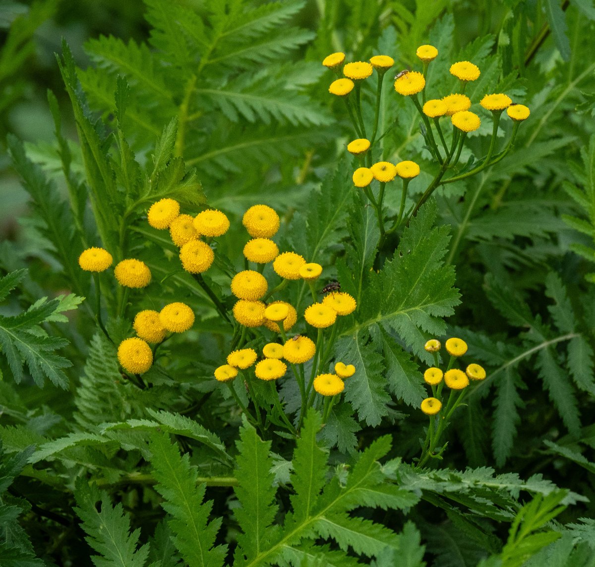 Ook de Boerenwormkruid is nog niet van plan te gaan stoppen met bloeien. Ook prettig voor een aantal insecten.
