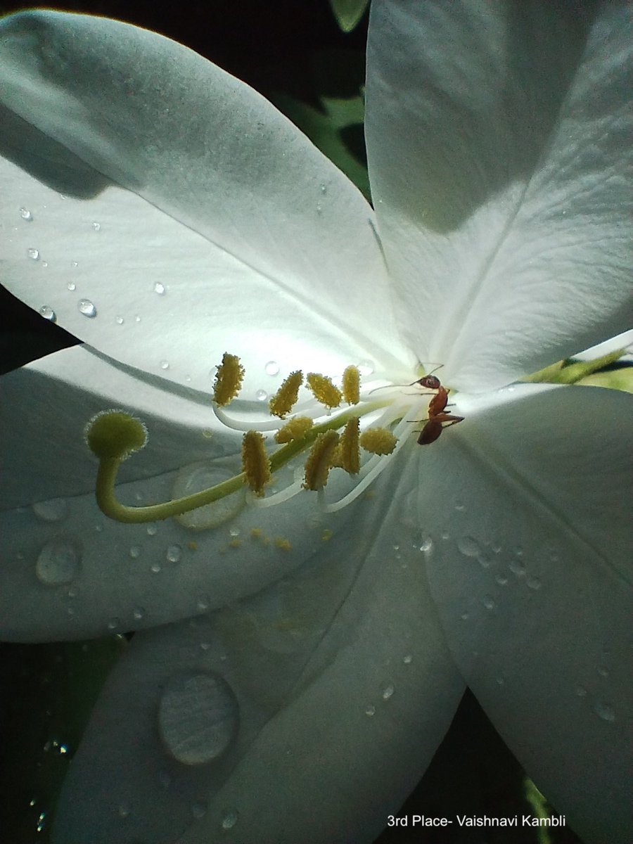 Goa Forest Department tweet media