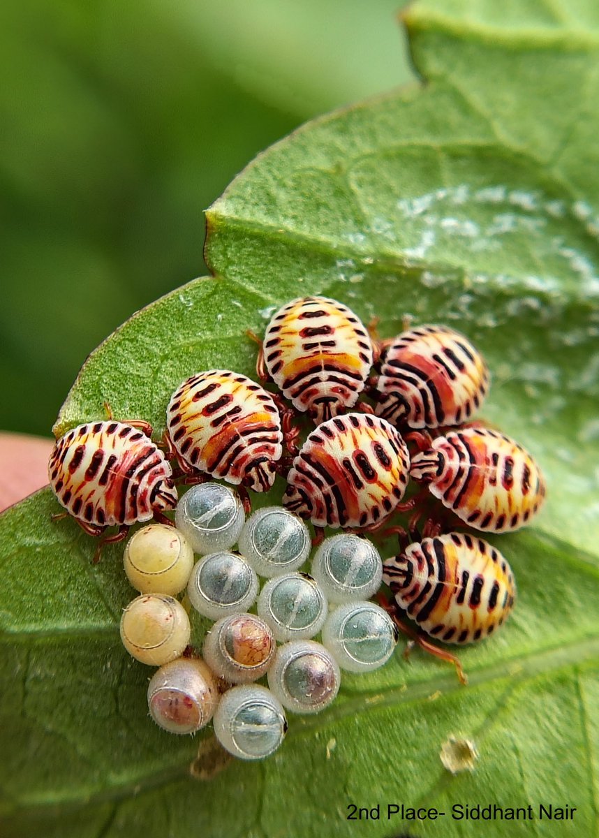 Goa Forest Department tweet media