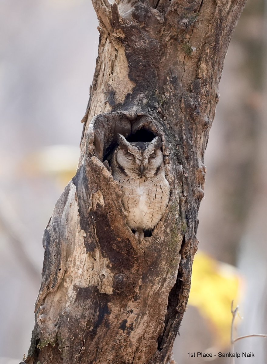 Goa Forest Department tweet media