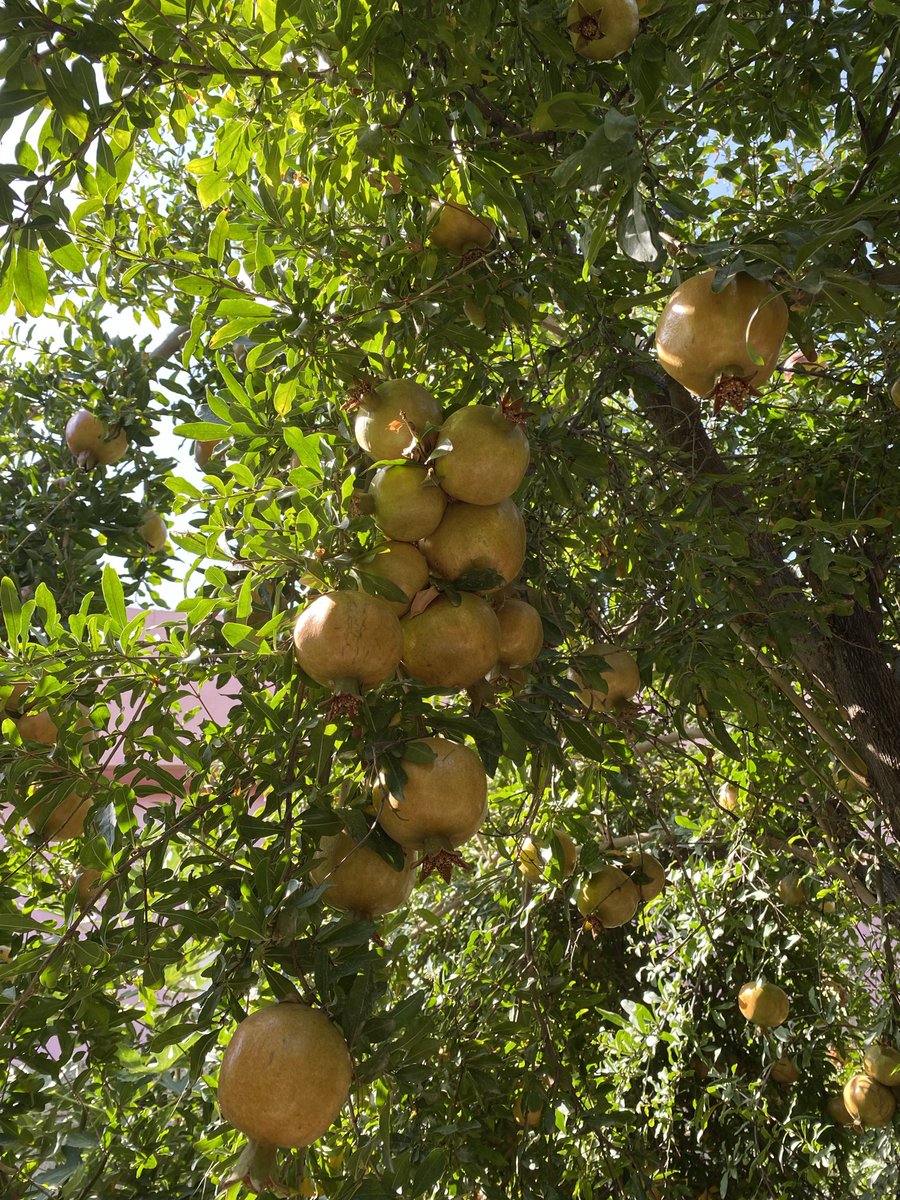 hamza__rasheed's tweet photo. #Hinar 
#kurdistan https://t.co/Gm83TdvZ4A