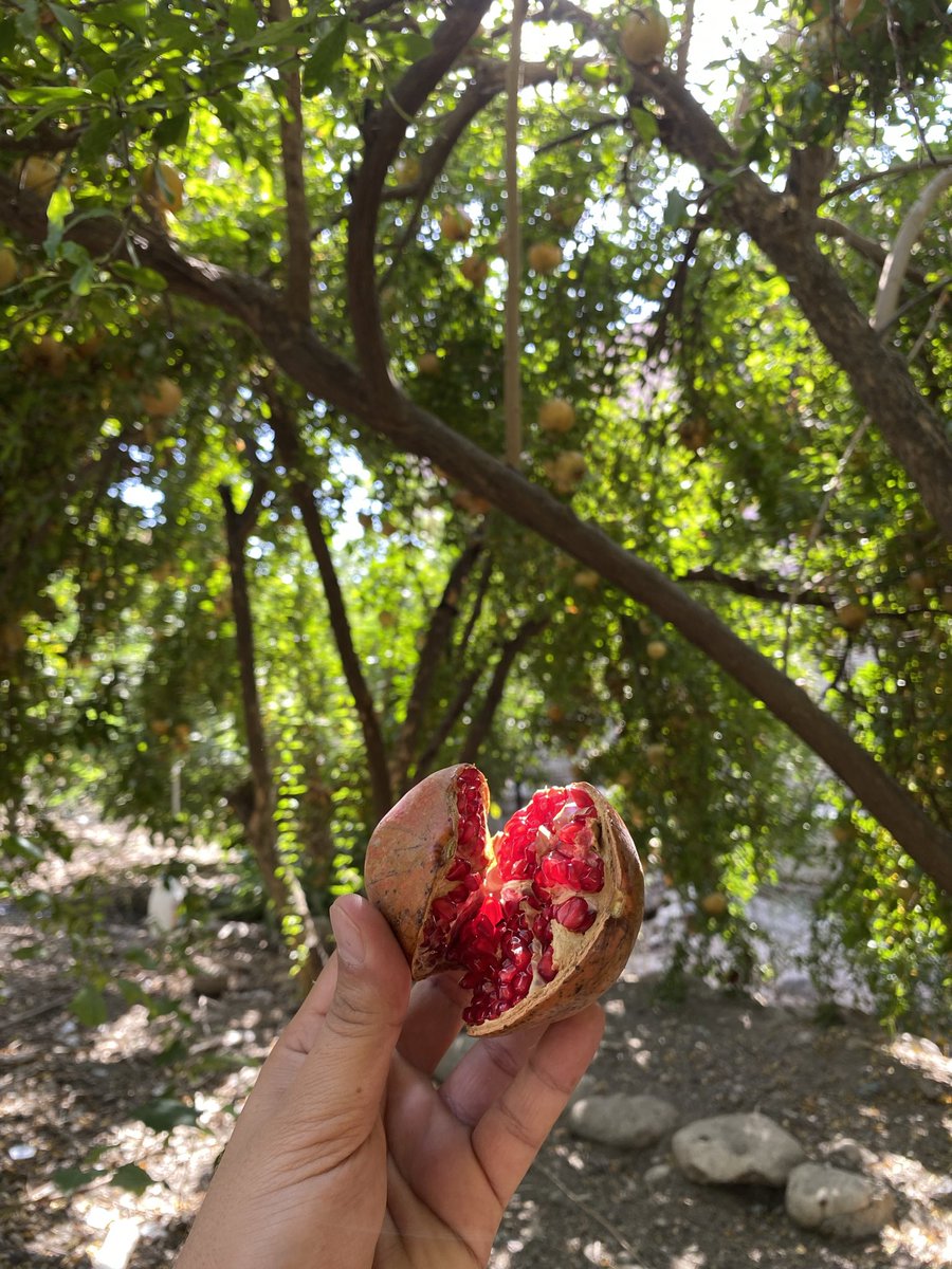 hamza__rasheed's tweet photo. #Hinar 
#kurdistan https://t.co/Gm83TdvZ4A