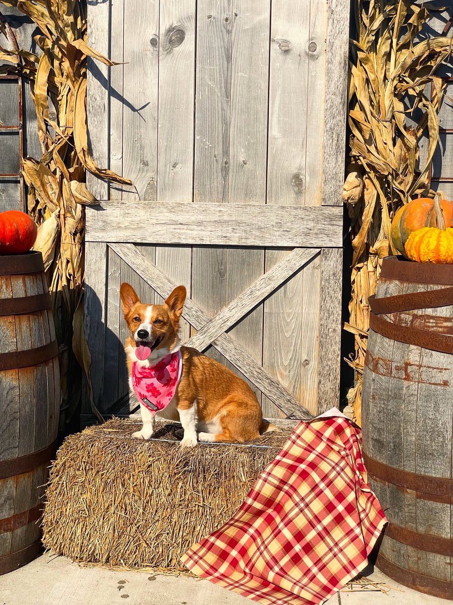 Miss Bentley The Corgi tweet media