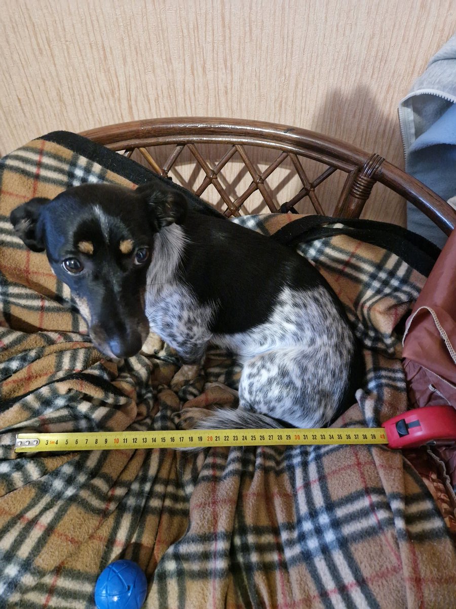 Виміряли - 100% мале
Якщо ви більше, закиньте по соточці лисиці 👇