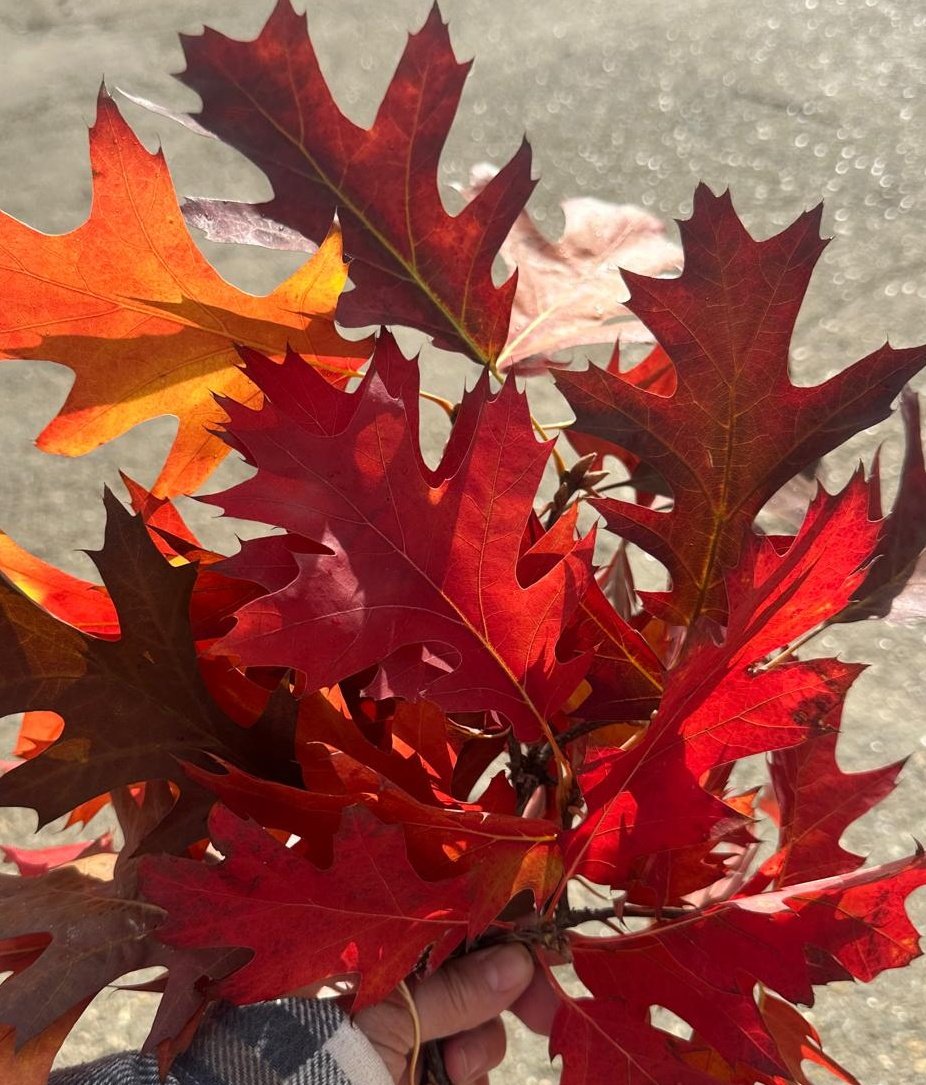 #Autumn Colour
Beautiful leaves of Quercus rubra.

Bright red leaves of the Red Oak tree are stunning at this time of the year.