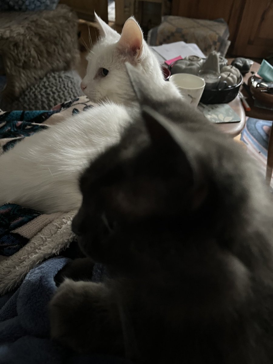 BenchSue's tweet image. ⁦@bob_wynn⁩ Poor Nala has been searching everywhere for Sergio checking out all his usual haunts. She’s clearly not herself as she’s sitting next to Carlo without giving him a dig.