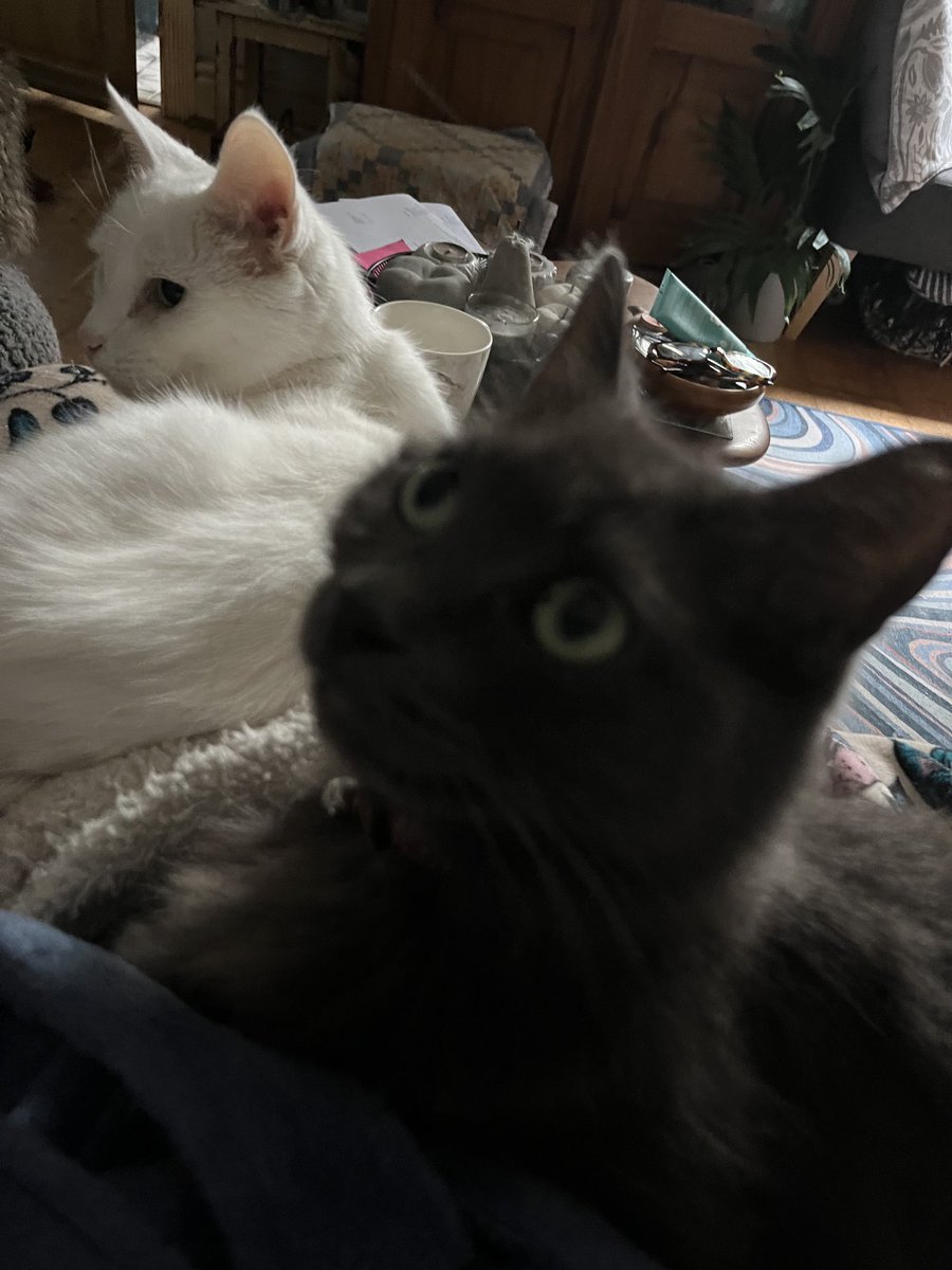 BenchSue's tweet image. ⁦@bob_wynn⁩ Poor Nala has been searching everywhere for Sergio checking out all his usual haunts. She’s clearly not herself as she’s sitting next to Carlo without giving him a dig.