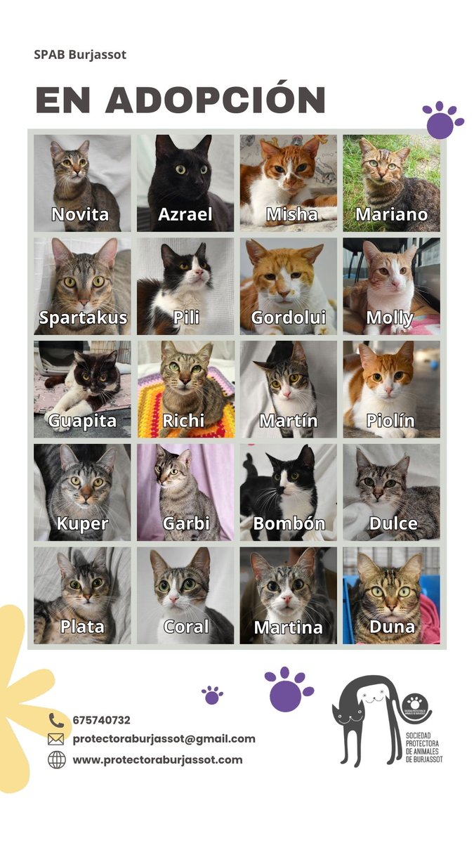 Nuestros gatos en adopción🐱🐈🐈‍⬛