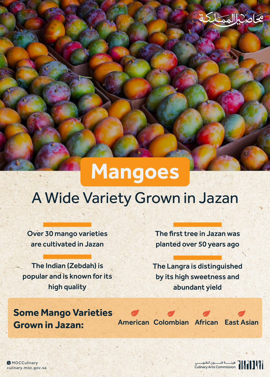 How is mango grown in Jazan, and what are the most popular varieties in the region? 🥭

Discover the details in this week’s episode of Kingdom's Produce series.
For watching:
youtube.com/watch?v=-iE6I2…

#SaudiCulinaryArtsCommission