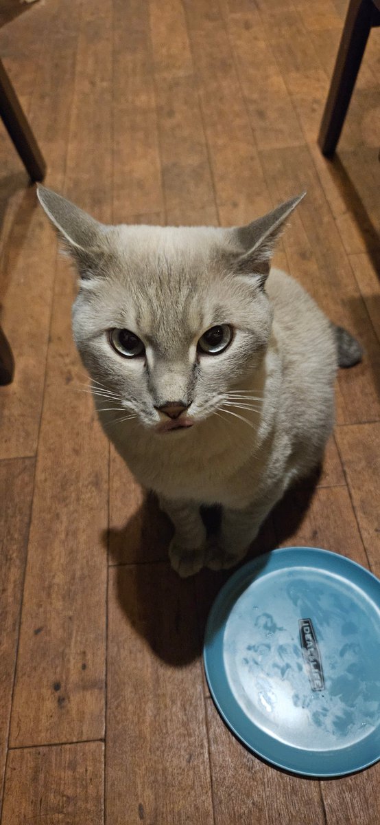 necorumi's tweet photo. 猫カフェのねこたち
おやついらない猫とよくばり猫 https://t.co/rQ6ZoegN5N