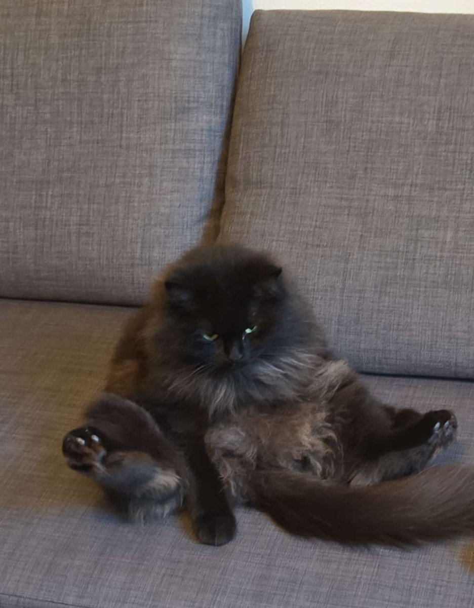 oulehcs's tweet image. taking offers on this cat
 (he is stinky)