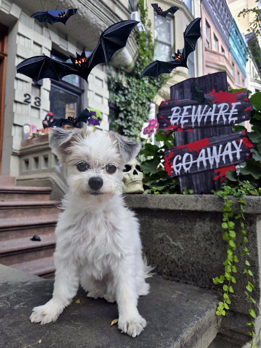 Halloween Season Continues in New York! Upper West Side 

#KikiTheHavallon #Havallon #DogsOfX #dogsoftwitter 
#NY1PIC