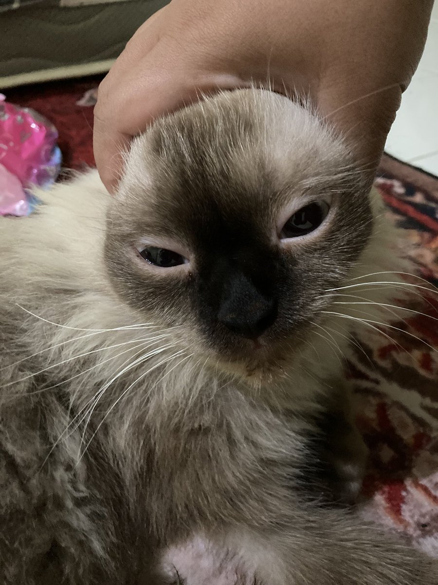 kucingasmodeus's tweet photo. @shirochiyo16 Seharusnya merasa bersalah… jgn kayak dia yg kalo diomelin karena abis nyakar, malah makin nyakar 💀 https://t.co/aLzhbyEeQl