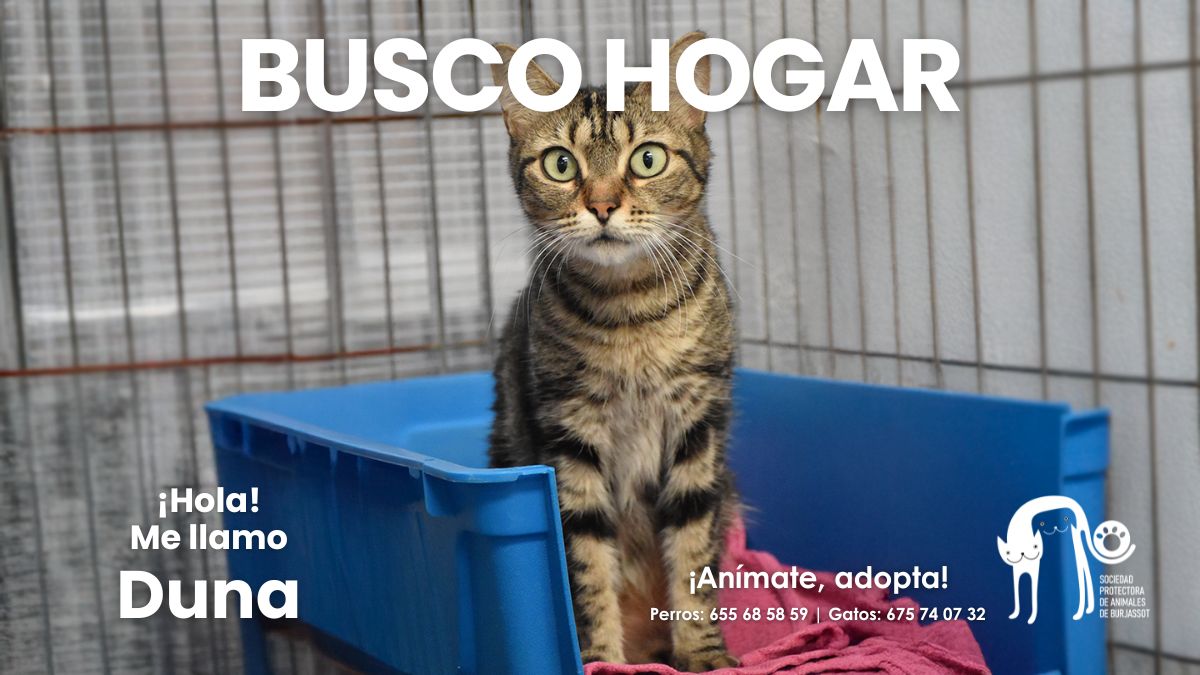 ¡Adopta a Duna! 😻 
Gata adulta preciosa, de pelaje pardo y ojazos que enamoran. Es cariñosa pero también sabe disfrutar de su espacio. Si buscas una compañera equilibrada, dulce y con personalidad ¡Duna es ideal!

📱 675740732
📍 Burjassot (Valencia)