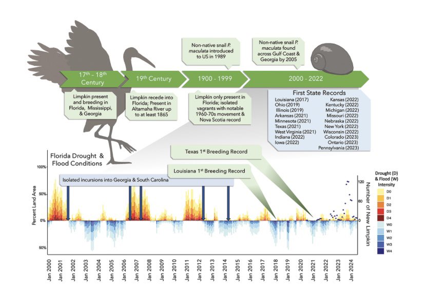 Science peeps! Hot Limpkin Summer is now open access (for 6 months). Check out this fun project we worked on regarding the cool and sudden explosion of Limpkins across North America tandfonline.com/doi/full/10.10…