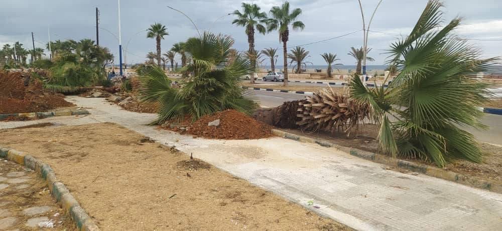 sayed_ridha's tweet image. Removal of palm trees by the municipality of Jableh as part of a “redevelopment” of the city’s Corniche