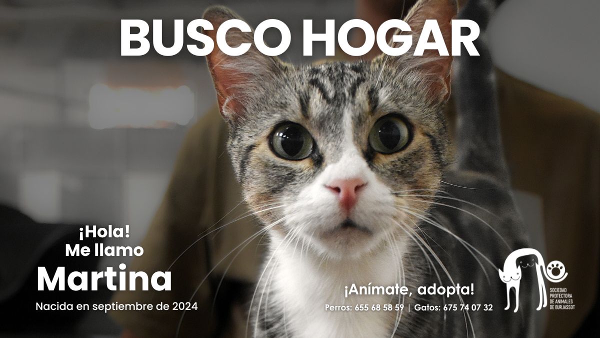 ¡Adopta a Martina! ✨ Esta gata parda y blanca es un auténtico sol. Es súper cariñosa, le encanta subirse encima y hacer la croqueta para pedir mimos sin parar. ¡Sus ojazos verdes te dicen "Adóptame"! 💚

📱 675740732
📍 Burjassot (Valencia)