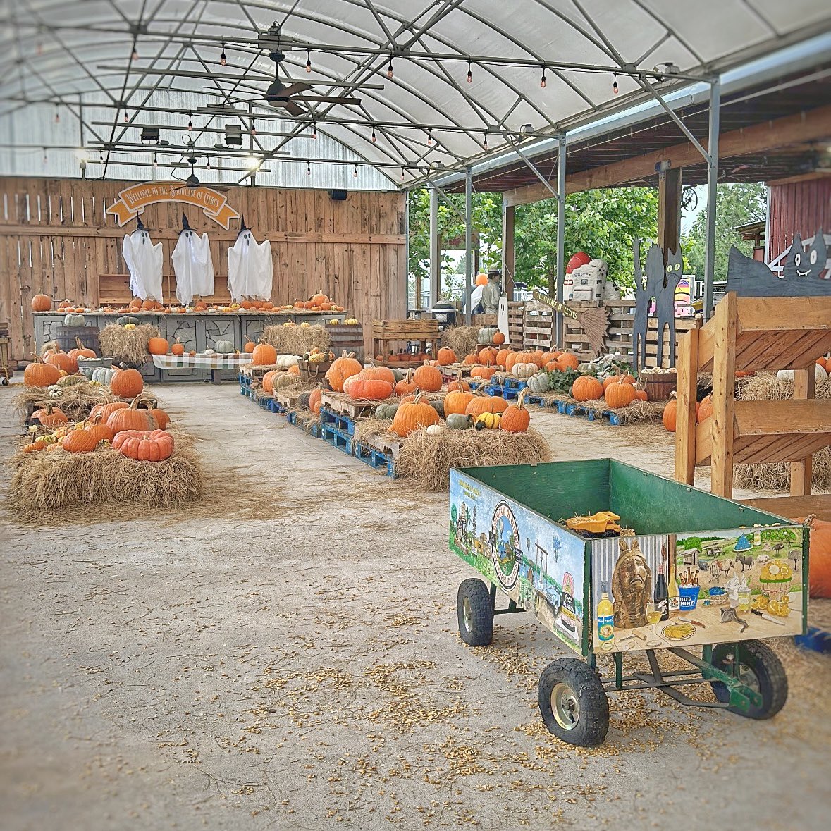 TuckBeck's tweet photo. If you’re looking for a cute little free thing to do? Then Pumpkin Ponderosa is just for you! Happening 7 days a week, at The Showcase of Citrus. 🎃
.
#HalloweenBlogger #PumpkinPonderosa #TheShowcaseofCitrus #OrlandoFlorida #PumpkinPatch #ShowcaseofCitrus 🍊 https://t.co/abB5Lvxbr2
