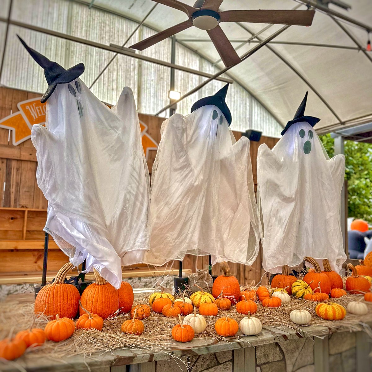 TuckBeck's tweet photo. If you’re looking for a cute little free thing to do? Then Pumpkin Ponderosa is just for you! Happening 7 days a week, at The Showcase of Citrus. 🎃
.
#HalloweenBlogger #PumpkinPonderosa #TheShowcaseofCitrus #OrlandoFlorida #PumpkinPatch #ShowcaseofCitrus 🍊 https://t.co/abB5Lvxbr2