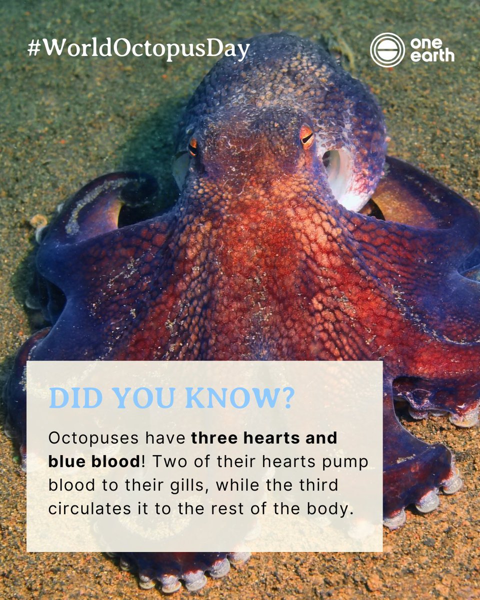 Octopuses are key players in our marine ecosystems, helping maintain healthy oceans by controlling prey populations like crabs and mollusks. Their presence is vital to the balance of life beneath the waves. 🐙

#WorldOctopusDay #OceanConservation #DidYouKnow