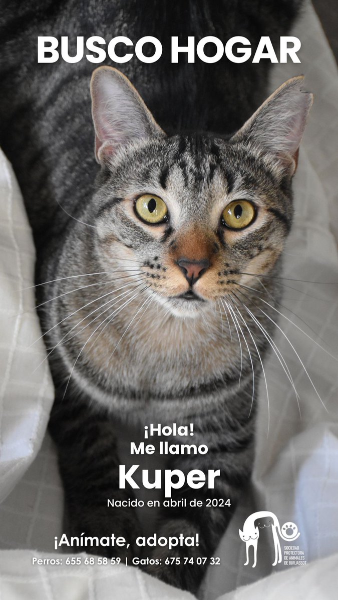 Kuper, un caramelito que sufrió abandono. Dulce, cariñoso, mimoso y juguetón. Sus ojazos reflejan su gran bondad. ¡Está listo para llenar tu vida de alegría! ¿Te atreves a conocerlo?
📱 675740732