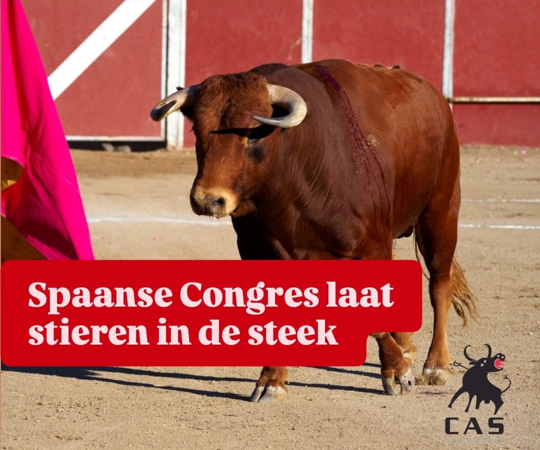 CAS_Int's tweet image. Spaanse Congres laat stieren in de steek

cas-international.org/nieuws/spaanse…