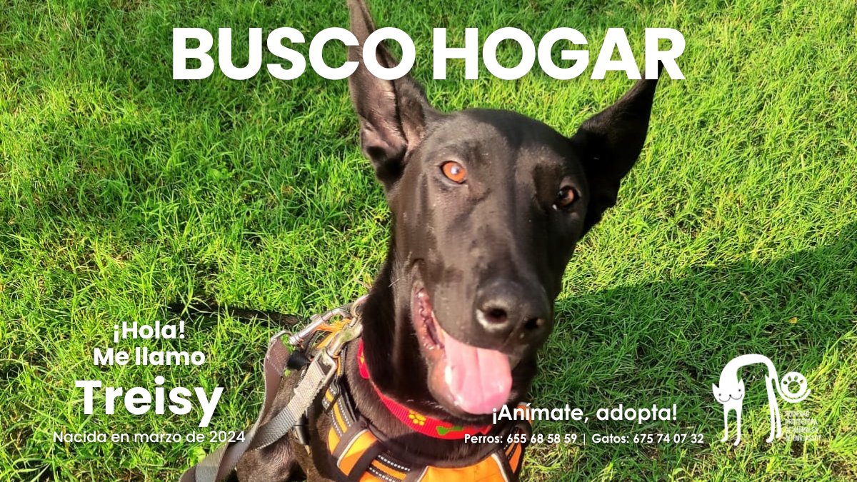 Treisy es una podenquita cachorrita (2024), una ternura hecha perrita. Cariñosa, sociable con perros y gatos. Llena de energía y alegría. Si buscas un hogar lleno de amor, ¡ella está lista para ser parte de tu vida!

📱 655685859