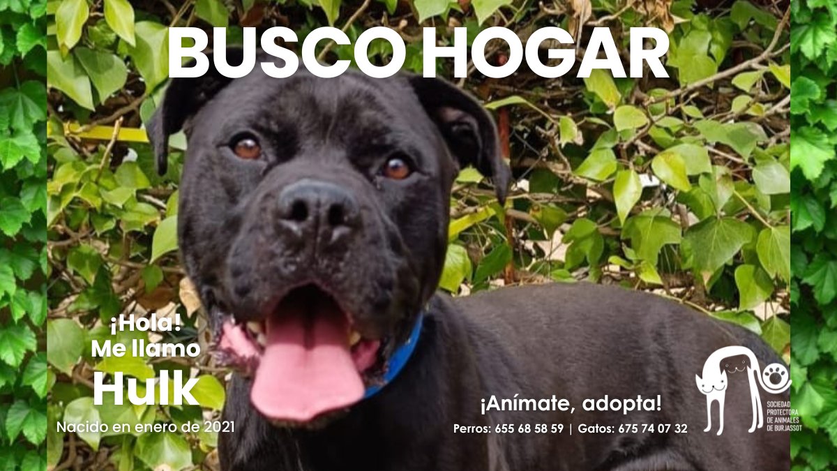Hulk es un precioso Perfecto, cariñoso y sociable con personas y perros. Obediente y mimoso, le encantan los paseos y jugar. Se necesita experiencia con su raza ¿Le das la oportunidad de tener la familia que merece?

📱 655685859