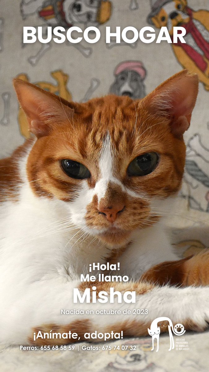 Misha, una gatita rubi blanca que necesita una oportunidad. No se deja tocar, pero es buena y tranquila. Ideal para un hogar con otro gato sociable. Con paciencia, podría confiar. ¿Quieres ser tú quien le dé una oportunidad?
📱 675740732
