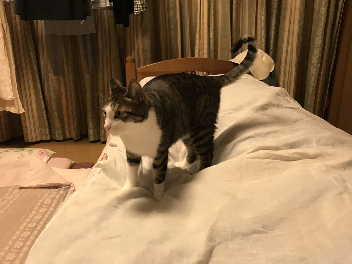 フミフミ🐈🐾
爺爺を踏みつけて寝床の準備をするヒカル😹