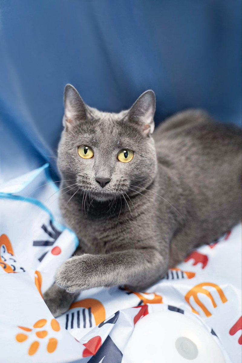 Jade is 4½ yrs old with beautiful, soft, grey fur &amp; piercing golden eyes. Her family moved &amp; couldn’t take her with them. She's a people #cat, devoted, affectionate &amp; happiest when she’s the only feline in her human’s world.

#catsofX #greycat #catlover #rescuecat #adopt #cats