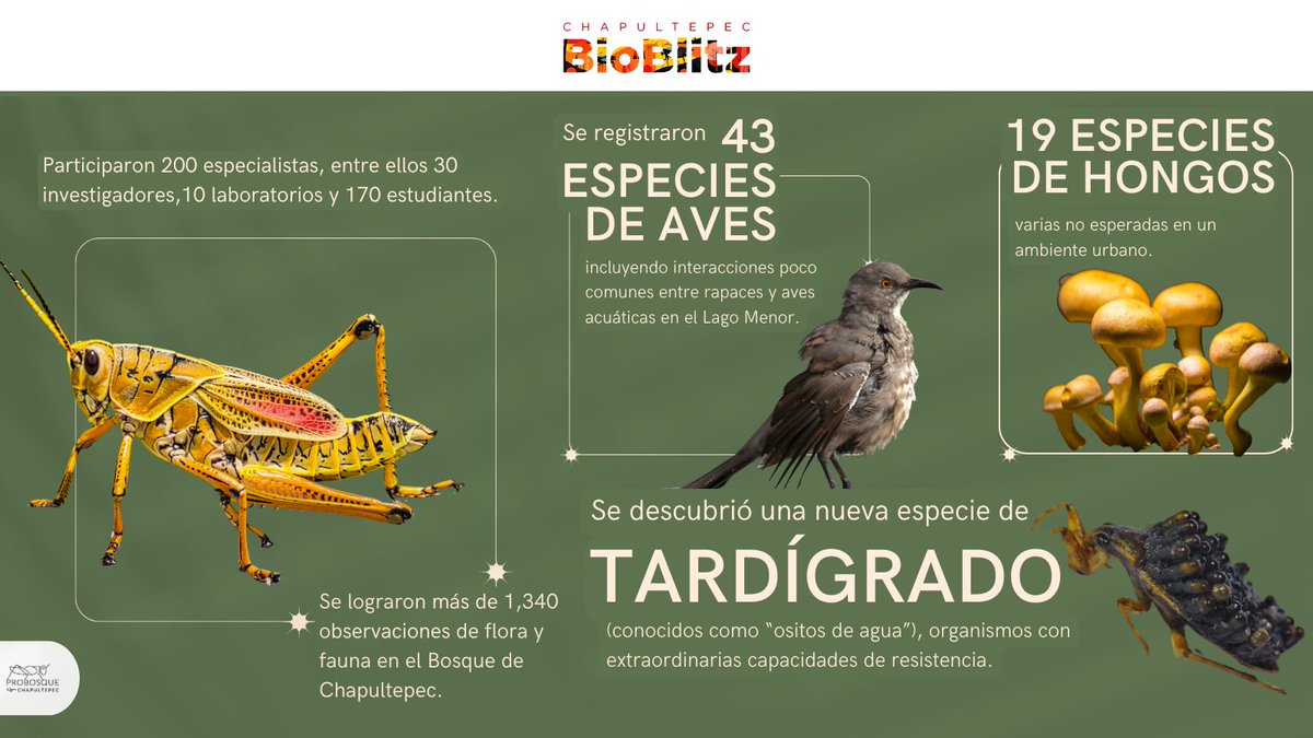 ¿Sabías que en septiembre se realizó la 2.ª edición del Bioblitz en la 2.ª Sección de Chapultepec?
🔬 Una intensa exploración biológica de 24 h con más de 1,340 observaciones de flora y fauna. Estos fueron algunos hallazgos destacados.