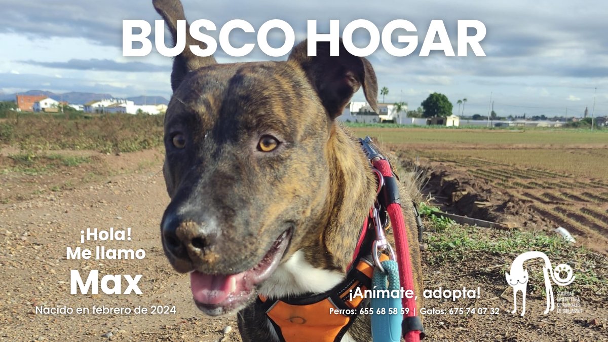 Max, un perrito lleno de dulzura y energía, busca un hogar. Nació en 2024, es activo y juguetón. El compañero perfecto para largos paseos. Cariñoso y leal. ¡Anímate a darle un hogar y te devolverá todo el amor!
📱 655685859