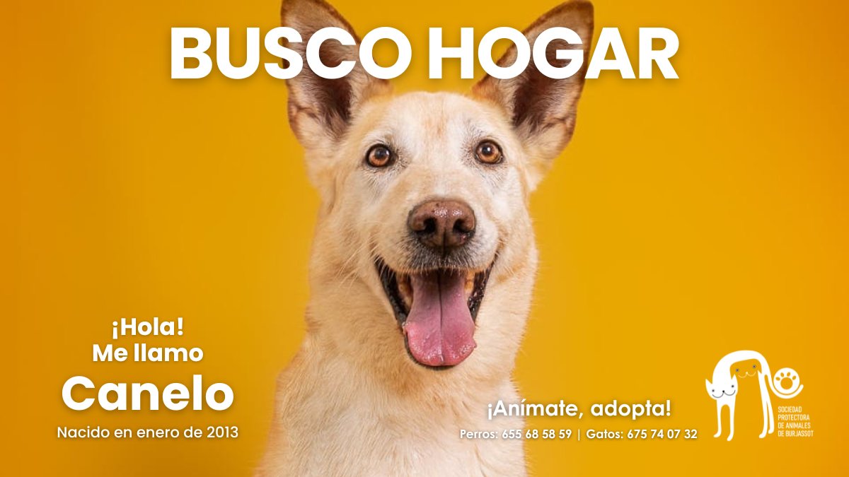 Canelo, nuestro perrito senior (2013), busca un hogar definitivo. Dulce, sociable con perros y gatos, y muy cariñoso. Ha superado sus miedos y ahora está listo para dar amor incondicional. ¡Dale la oportunidad que se merece!
📱 655685859