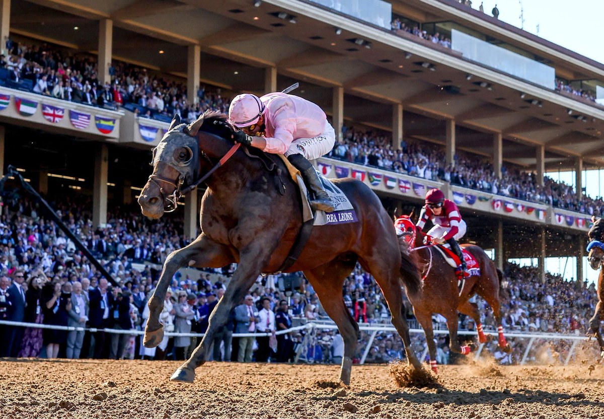 Sierra Leone To Retire To Coolmore America For 2026 🦁 

Coolmore America are delighted to announce that Sierra Leone will take up stud duties in 2026 at its base in Ashford Stud in Kentucky following his final start in the Gr.1 Breeders’
Cup Classic. 

🔗  Click here to read