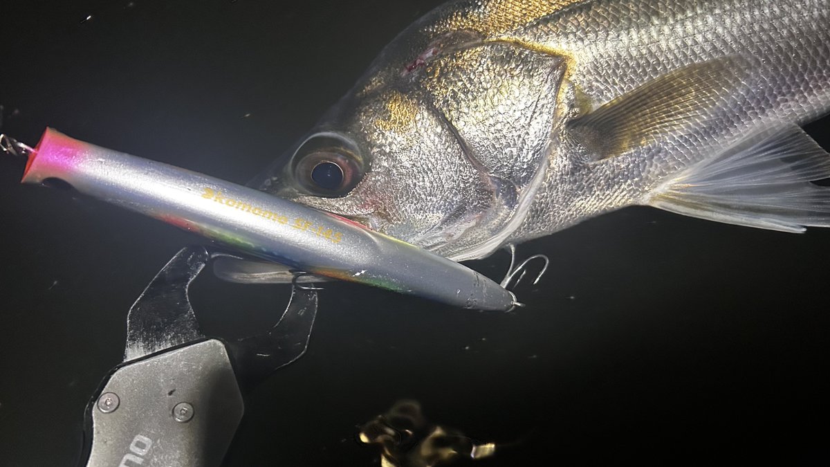 fishing20_saito's tweet photo. 初場所入りから1週間ちょい蜘蛛退治してました。
komomoへの反応が圧倒的
125、145そして新たに加わる155
komomo SF-155の魚を寄せる能力がヤバすぎる...
今日は155封印🚪
145でバイトはあるがなかなか咥えてくれない...
少し角度を変えて。
 
#宮城シーバス
#Ima #アムズデザイン
#komomoSF145
#pr https://t.co/onBEN4VhZ6
